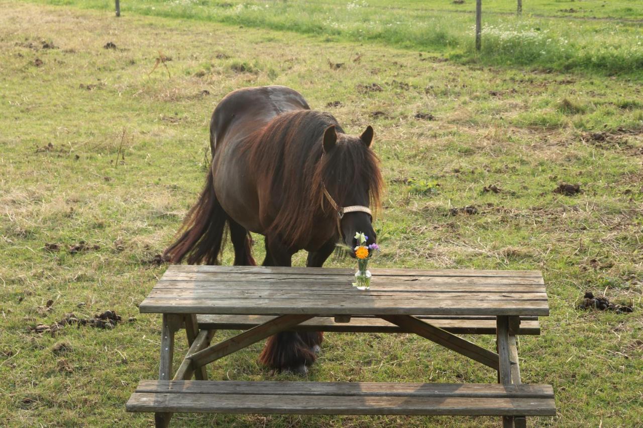 Slapen Tussen De Paarden Hotell Essen Exteriör bild
