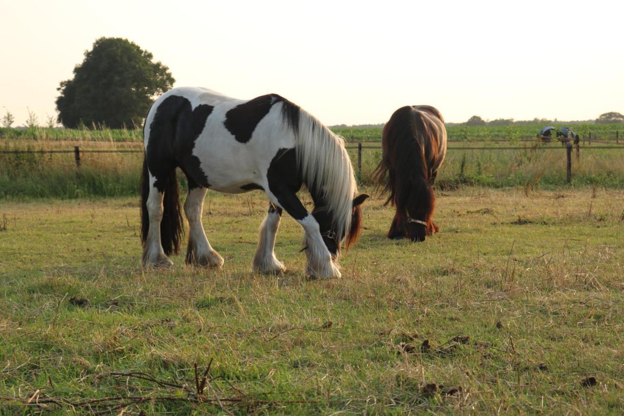 Slapen Tussen De Paarden Hotell Essen Exteriör bild